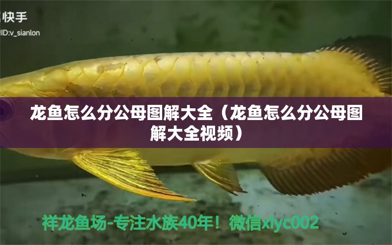 龍魚怎么分公母圖解大全（龍魚怎么分公母圖解大全視頻）