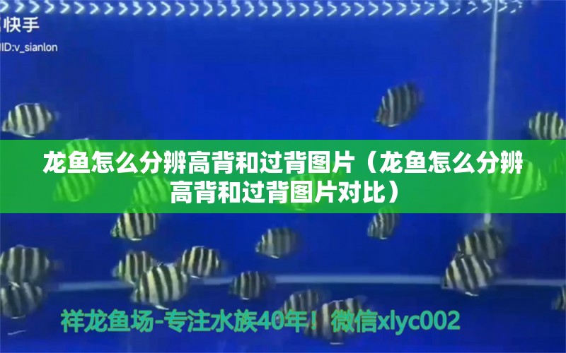 龍魚怎么分辨高背和過背圖片（龍魚怎么分辨高背和過背圖片對(duì)比）