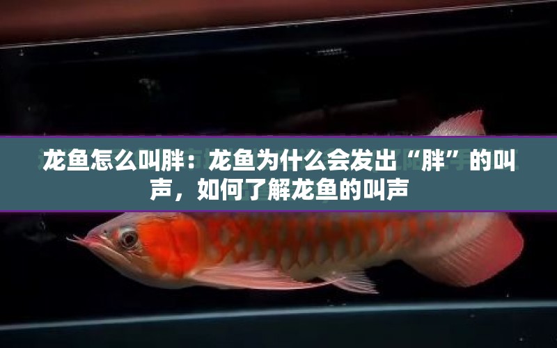 龍魚怎么叫胖：龍魚為什么會發(fā)出“胖”的叫聲，如何了解龍魚的叫聲 水族問答