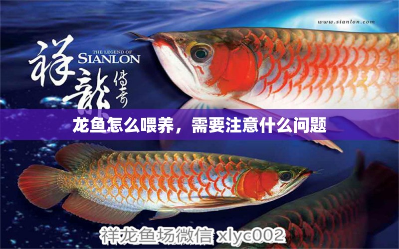 龍魚怎么喂養(yǎng)，需要注意什么問題