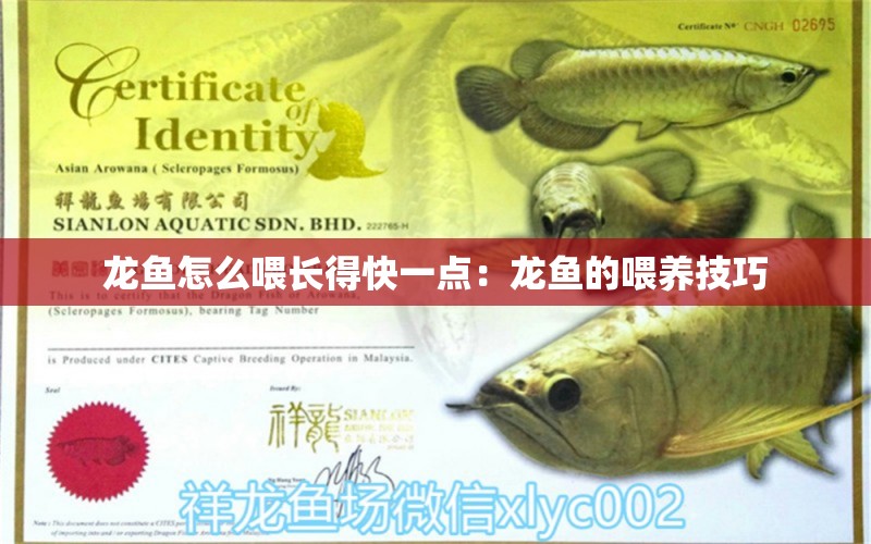 龍魚怎么喂長得快一點：龍魚的喂養(yǎng)技巧 龍魚百科 第2張