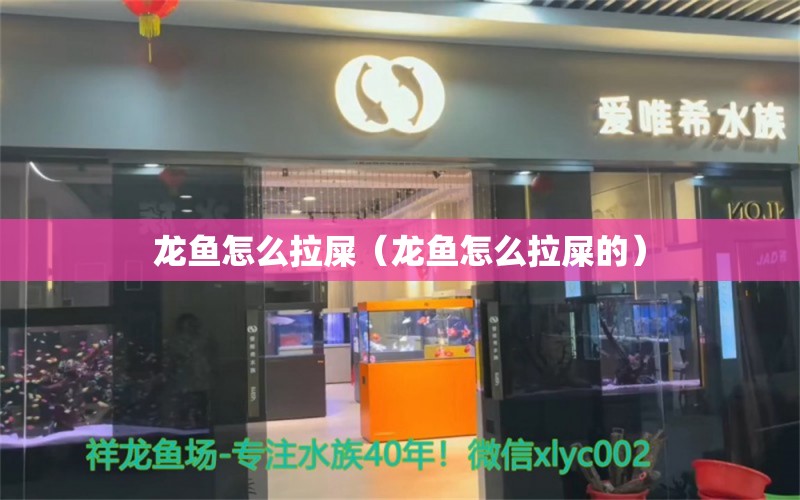 龍魚怎么拉屎（龍魚怎么拉屎的） 祥龍水族醫(yī)院