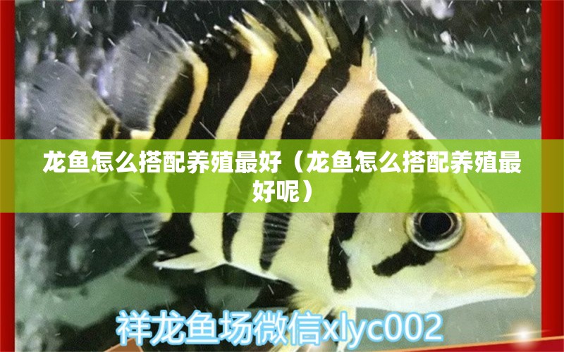 龍魚怎么搭配養(yǎng)殖最好（龍魚怎么搭配養(yǎng)殖最好呢） 廣州龍魚批發(fā)市場