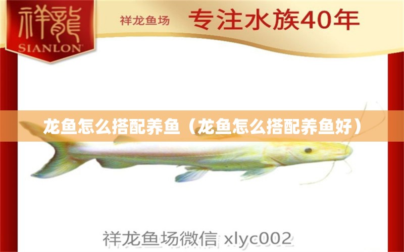 龍魚怎么搭配養(yǎng)魚（龍魚怎么搭配養(yǎng)魚好）