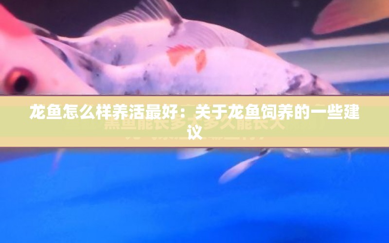 龍魚怎么樣養(yǎng)活最好：關(guān)于龍魚飼養(yǎng)的一些建議 水族問答 第1張