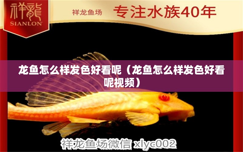 龍魚怎么樣發(fā)色好看呢（龍魚怎么樣發(fā)色好看呢視頻）