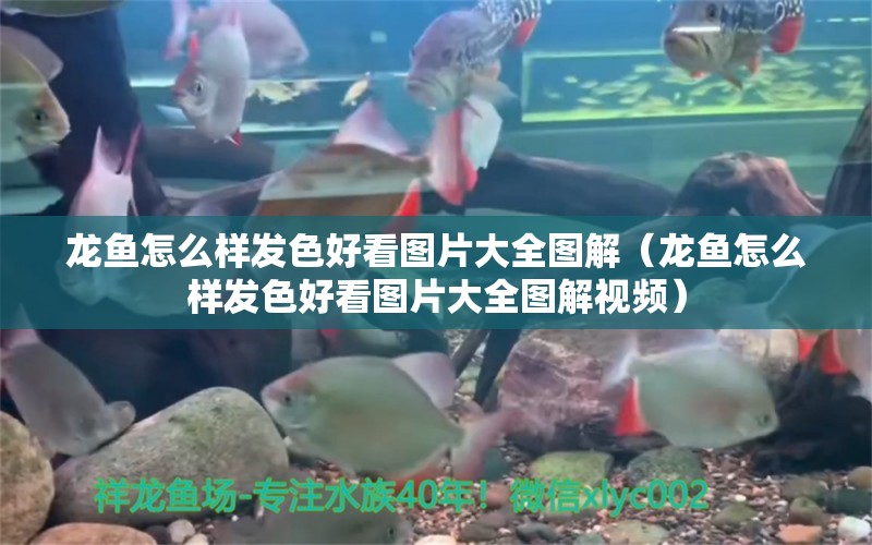 龍魚怎么樣發(fā)色好看圖片大全圖解（龍魚怎么樣發(fā)色好看圖片大全圖解視頻） 廣州龍魚批發(fā)市場