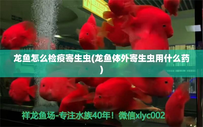 龍魚怎么檢疫寄生蟲(龍魚體外寄生蟲用什么藥) 魚缸定做