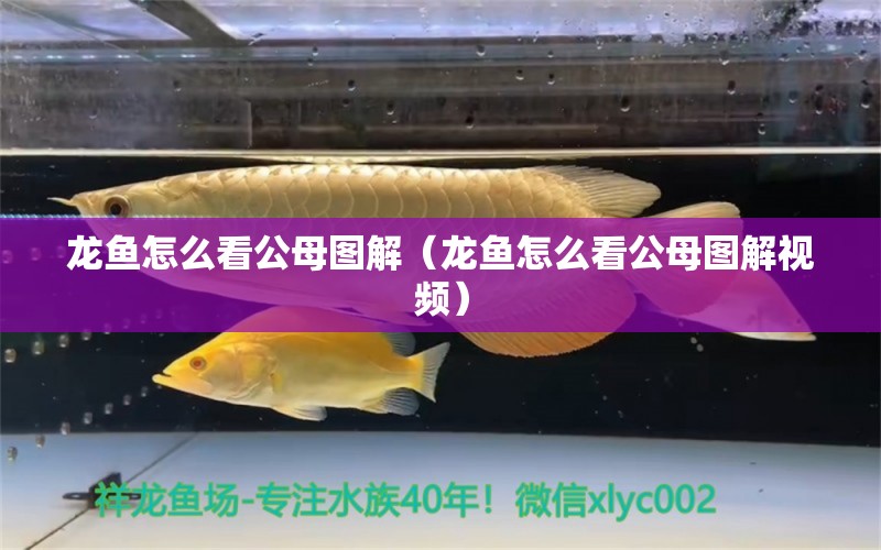 龍魚怎么看公母圖解（龍魚怎么看公母圖解視頻）