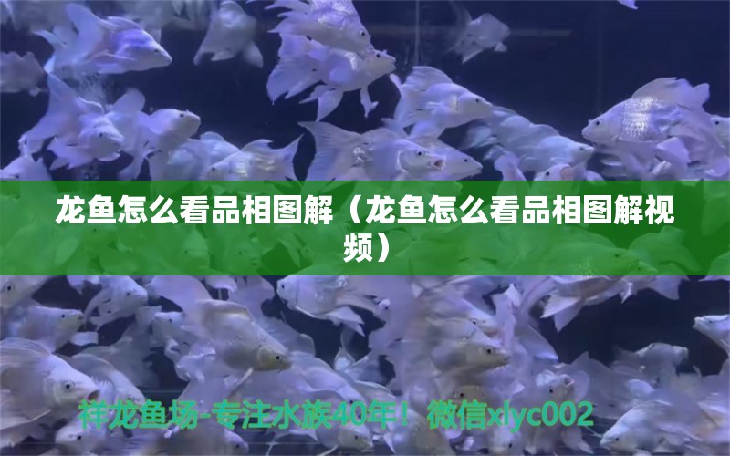 龍魚(yú)怎么看品相圖解（龍魚(yú)怎么看品相圖解視頻） 廣州龍魚(yú)批發(fā)市場(chǎng)