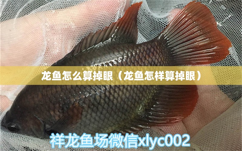 龍魚怎么算掉眼（龍魚怎樣算掉眼） 廣州龍魚批發(fā)市場(chǎng)