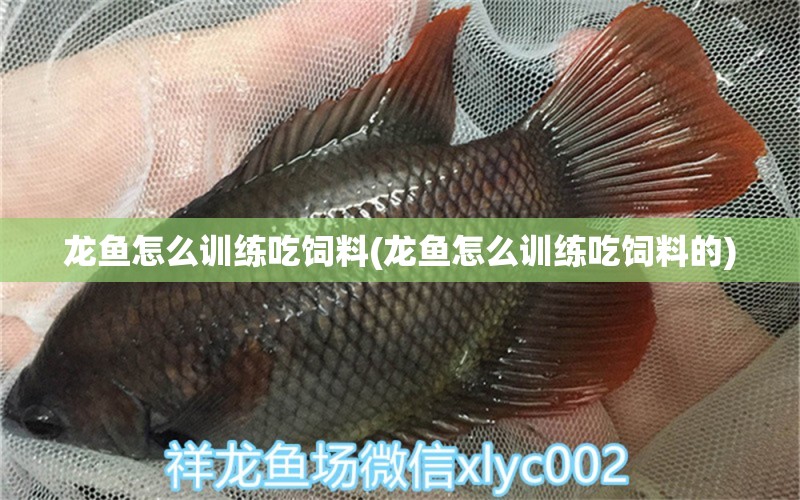 龍魚怎么訓(xùn)練吃飼料(龍魚怎么訓(xùn)練吃飼料的) 泰龐海蓮魚 第1張