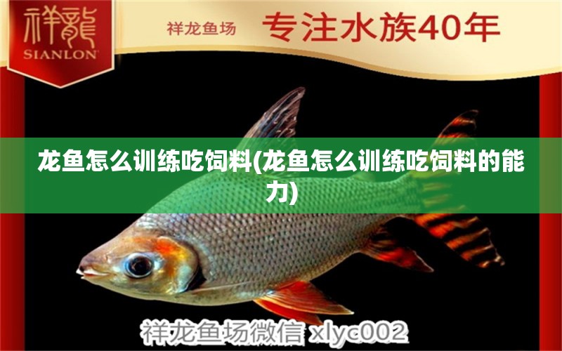 龍魚怎么訓(xùn)練吃飼料(龍魚怎么訓(xùn)練吃飼料的能力) 金老虎魚