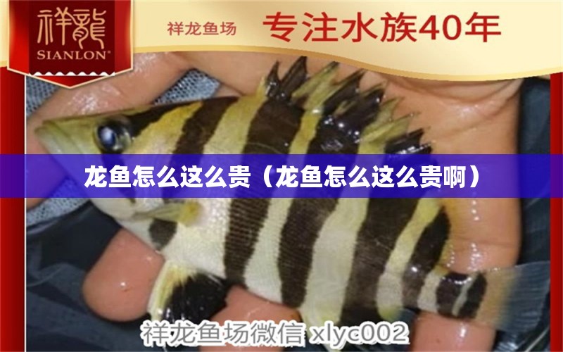 龍魚怎么這么貴（龍魚怎么這么貴?。?廣州龍魚批發(fā)市場