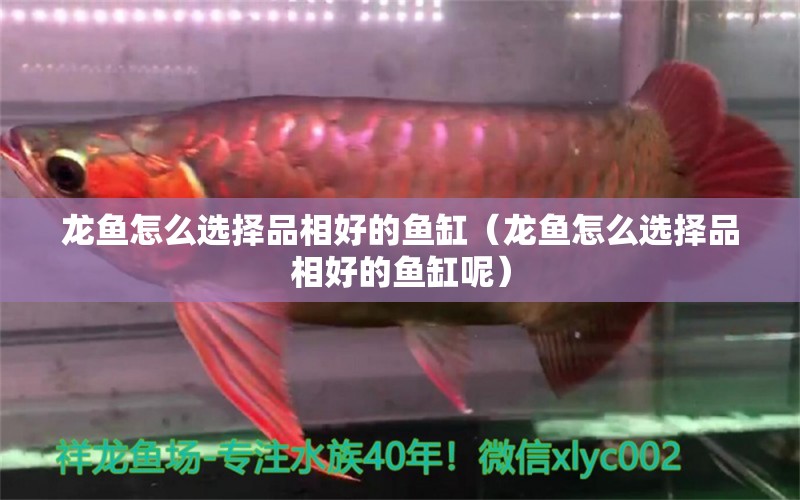 龍魚怎么選擇品相好的魚缸（龍魚怎么選擇品相好的魚缸呢）