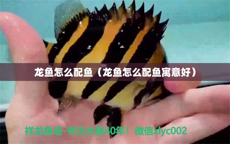 龍魚怎么配魚（龍魚怎么配魚寓意好） 廣州龍魚批發(fā)市場