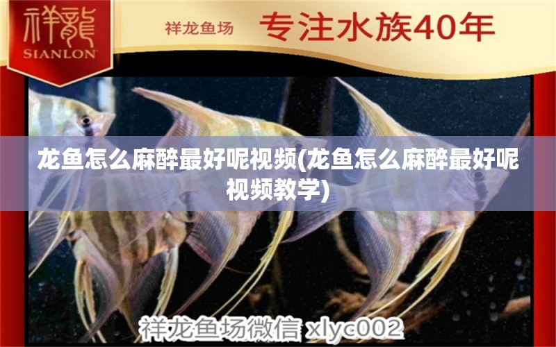 龍魚怎么麻醉最好呢視頻(龍魚怎么麻醉最好呢視頻教學(xué))