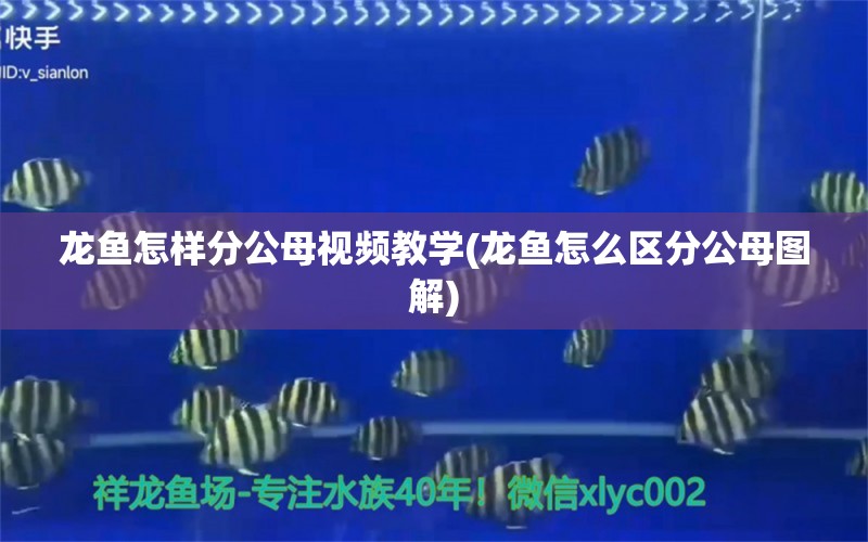 龍魚(yú)怎樣分公母視頻教學(xué)(龍魚(yú)怎么區(qū)分公母圖解)