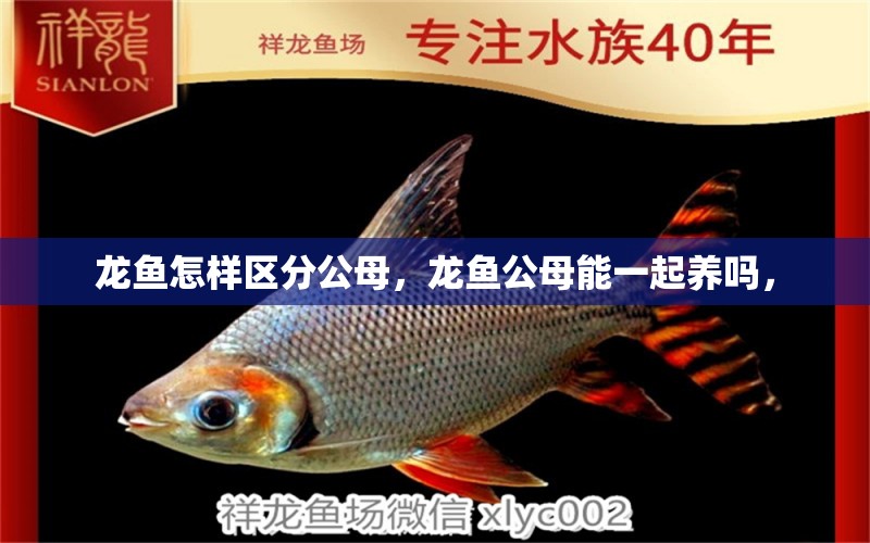 龍魚怎樣區(qū)分公母，龍魚公母能一起養(yǎng)嗎， 虎斑恐龍魚 第1張