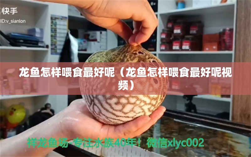 龍魚(yú)怎樣喂食最好呢（龍魚(yú)怎樣喂食最好呢視頻）