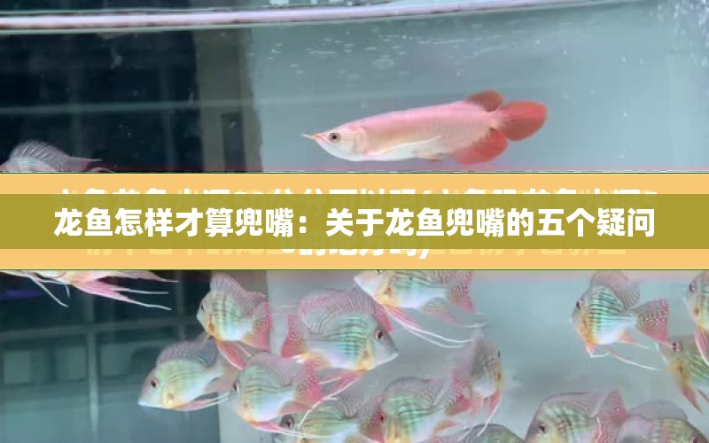 龍魚(yú)怎樣才算兜嘴：關(guān)于龍魚(yú)兜嘴的五個(gè)疑問(wèn) 水族問(wèn)答 第1張