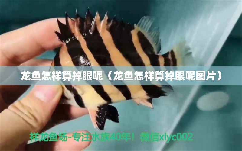 龍魚怎樣算掉眼呢（龍魚怎樣算掉眼呢圖片） 廣州龍魚批發(fā)市場(chǎng)