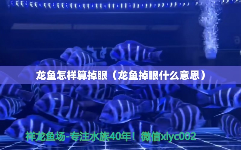 龍魚怎樣算掉眼（龍魚掉眼什么意思）