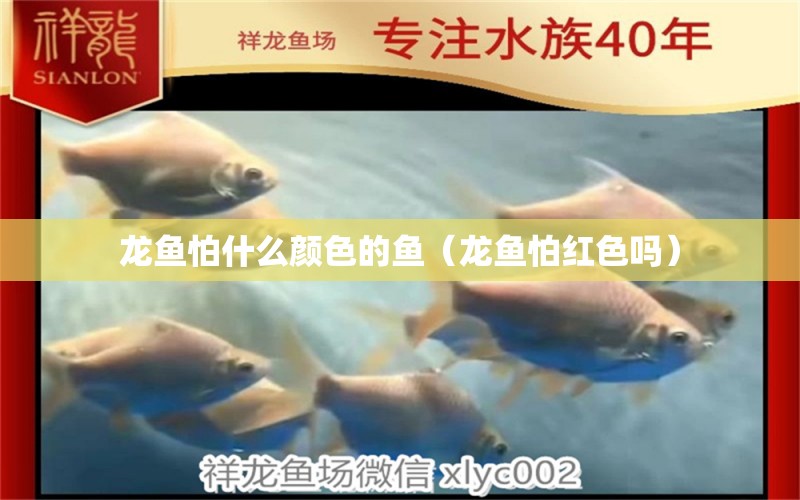 龍魚怕什么顏色的魚（龍魚怕紅色嗎）