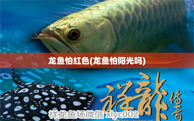 龍魚(yú)怕紅色(龍魚(yú)怕陽(yáng)光嗎) 慈雕魚(yú)