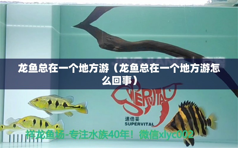 龍魚(yú)總在一個(gè)地方游（龍魚(yú)總在一個(gè)地方游怎么回事） 廣州龍魚(yú)批發(fā)市場(chǎng)