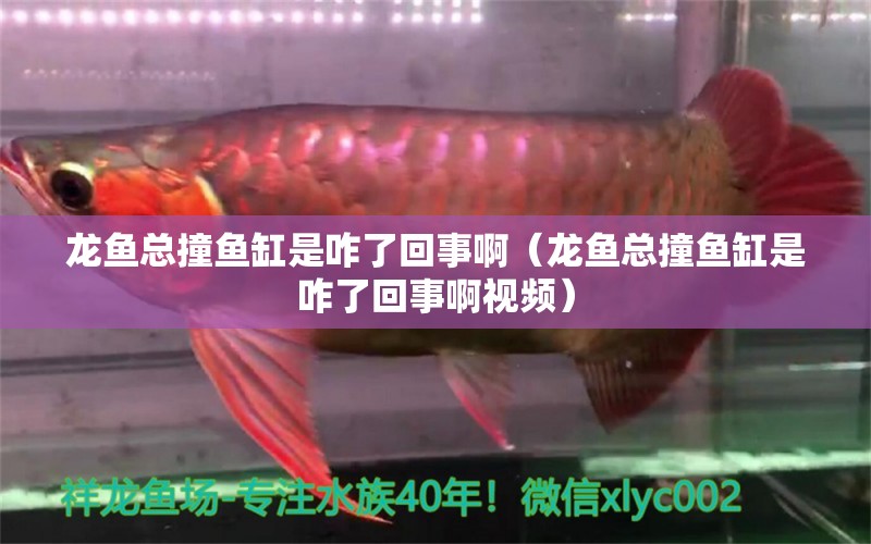 龍魚總撞魚缸是咋了回事啊（龍魚總撞魚缸是咋了回事啊視頻）