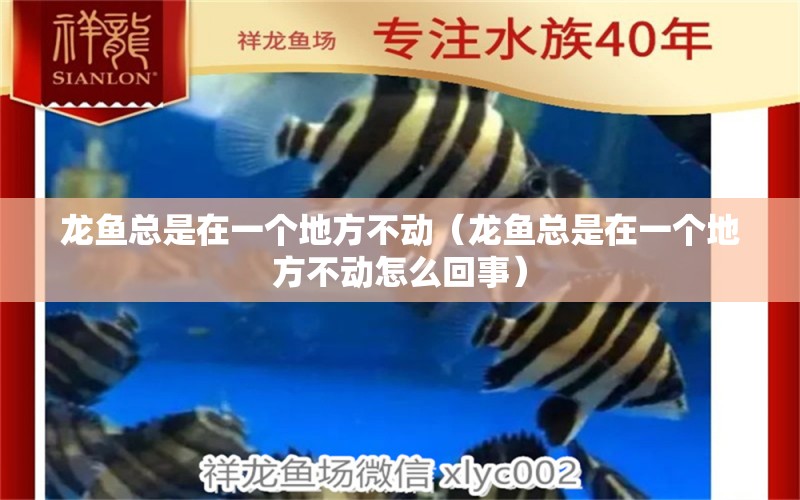 龍魚總是在一個地方不動（龍魚總是在一個地方不動怎么回事） 廣州龍魚批發(fā)市場