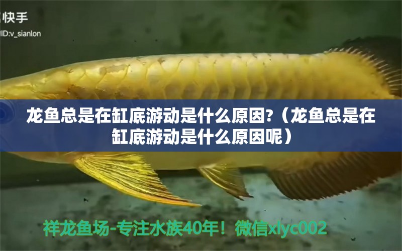 龍魚總是在缸底游動(dòng)是什么原因?（龍魚總是在缸底游動(dòng)是什么原因呢） 廣州龍魚批發(fā)市場(chǎng)