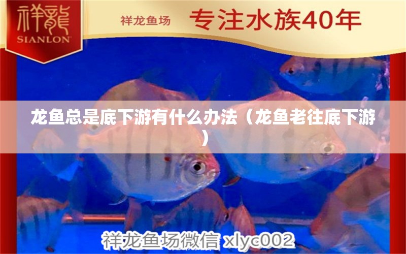 龍魚總是底下游有什么辦法（龍魚老往底下游） 廣州龍魚批發(fā)市場(chǎng)