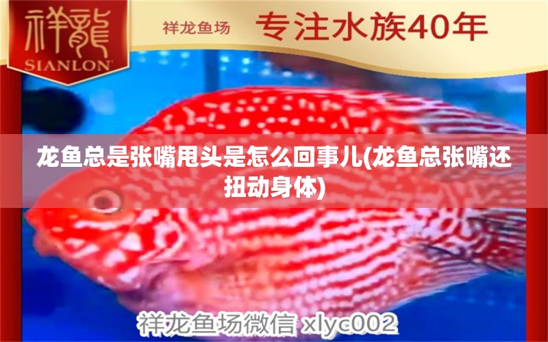 龍魚總是張嘴甩頭是怎么回事兒(龍魚總張嘴還扭動身體)