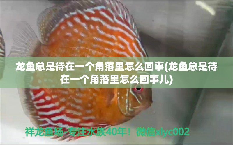 龍魚(yú)總是待在一個(gè)角落里怎么回事(龍魚(yú)總是待在一個(gè)角落里怎么回事兒)