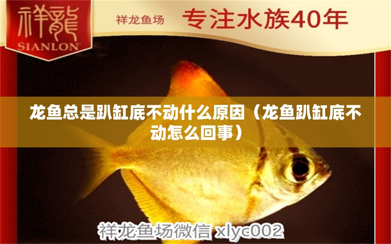 龍魚總是趴缸底不動什么原因（龍魚趴缸底不動怎么回事）