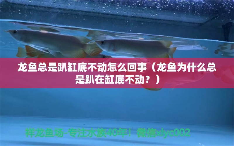 龍魚(yú)總是趴缸底不動(dòng)怎么回事（龍魚(yú)為什么總是趴在缸底不動(dòng)？） 水族問(wèn)答 第2張