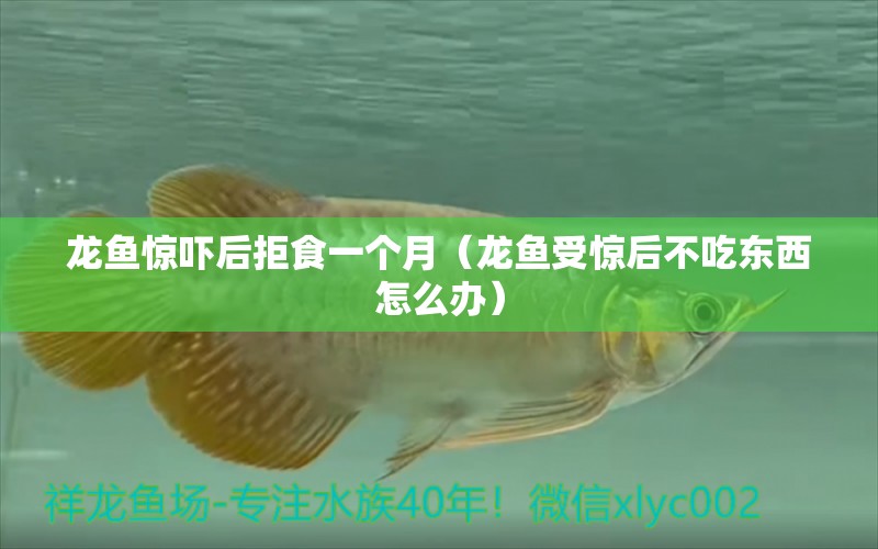 龍魚(yú)驚嚇后拒食一個(gè)月（龍魚(yú)受驚后不吃東西怎么辦）