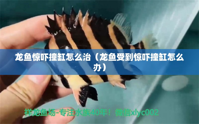 龍魚驚嚇撞缸怎么治（龍魚受到驚嚇撞缸怎么辦） 觀賞魚