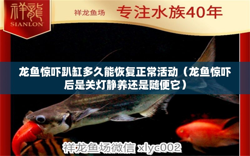 龍魚驚嚇趴缸多久能恢復(fù)正?；顒樱堲~驚嚇后是關(guān)燈靜養(yǎng)還是隨便它）