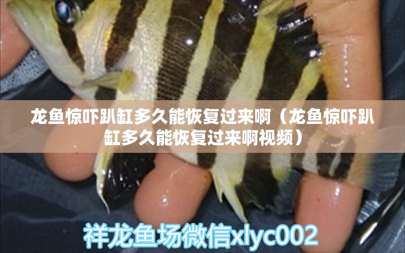 龍魚驚嚇趴缸多久能恢復(fù)過來?。堲~驚嚇趴缸多久能恢復(fù)過來啊視頻）