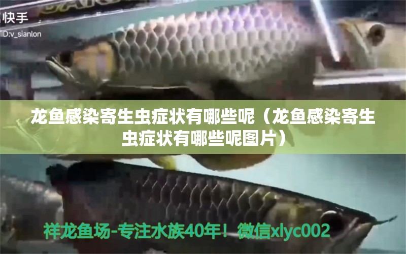 龍魚感染寄生蟲癥狀有哪些呢（龍魚感染寄生蟲癥狀有哪些呢圖片）