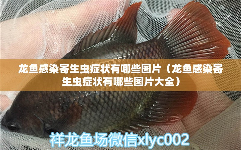 龍魚感染寄生蟲癥狀有哪些圖片（龍魚感染寄生蟲癥狀有哪些圖片大全） 龍魚疾病與治療