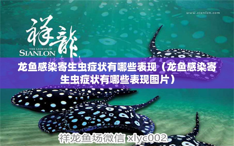 龍魚感染寄生蟲癥狀有哪些表現(xiàn)（龍魚感染寄生蟲癥狀有哪些表現(xiàn)圖片）