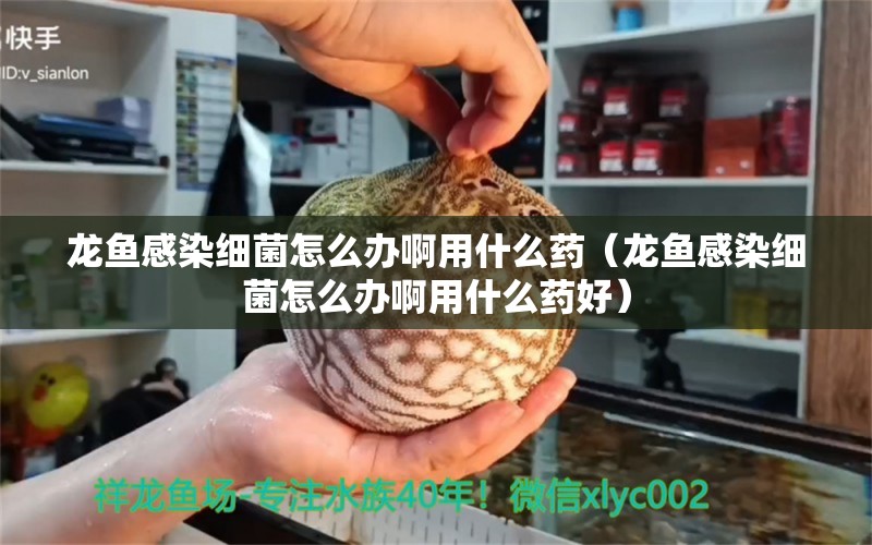 龍魚(yú)感染細(xì)菌怎么辦啊用什么藥（龍魚(yú)感染細(xì)菌怎么辦啊用什么藥好）