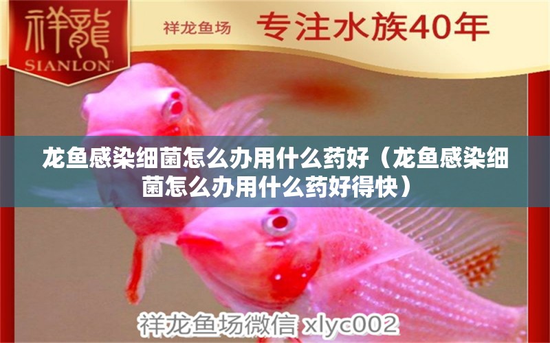 龍魚感染細(xì)菌怎么辦用什么藥好（龍魚感染細(xì)菌怎么辦用什么藥好得快） 龍魚疾病與治療