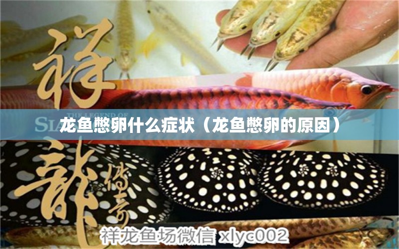 龍魚(yú)憋卵什么癥狀（龍魚(yú)憋卵的原因）