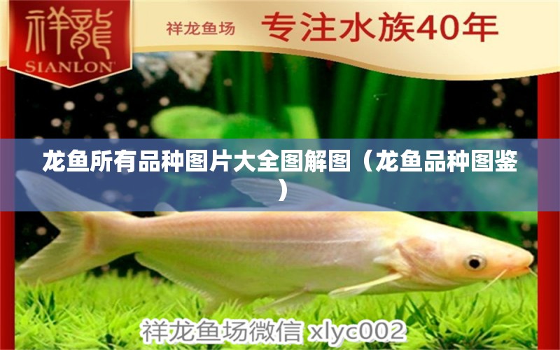 龍魚所有品種圖片大全圖解圖（龍魚品種圖鑒）