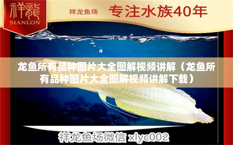 龍魚所有品種圖片大全圖解視頻講解（龍魚所有品種圖片大全圖解視頻講解下載） 龍魚疾病與治療